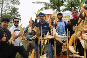 Bupati Kuningan saat panen raya jagung di desa Mekarsari.